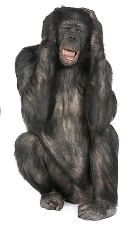 Three Wise Monkeys : Chimpanzee - Simia troglodytes (20 years old) in front of a white background